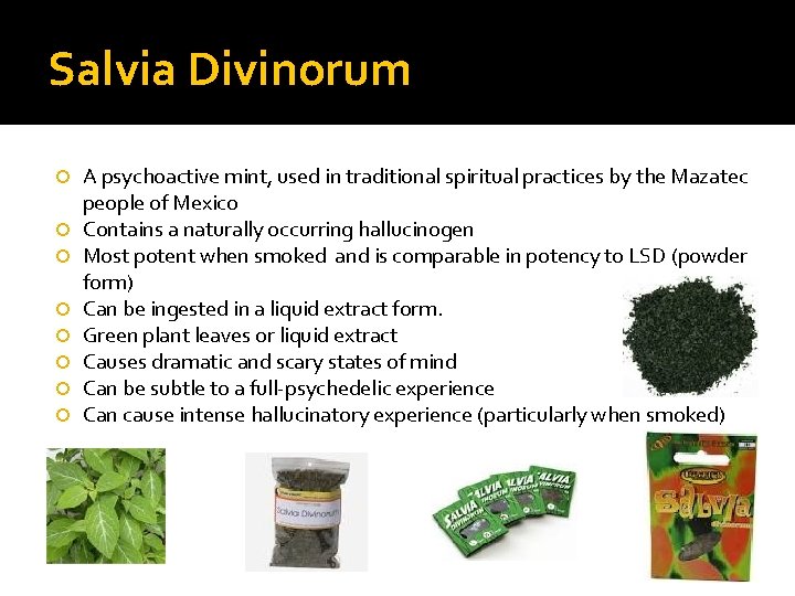 Salvia Divinorum A psychoactive mint, used in traditional spiritual practices by the Mazatec people