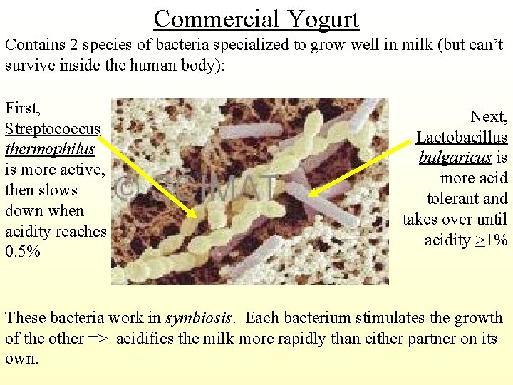 Commercial Yogurt Contains 2 species of bacteria specialized to grow well in milk (but