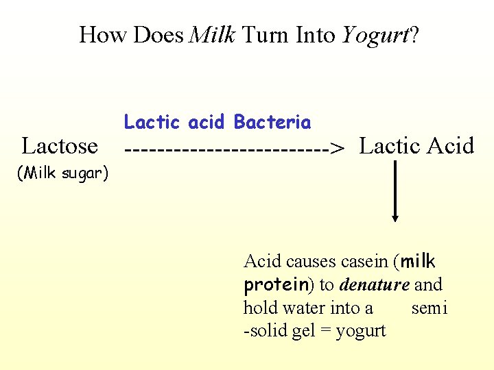 How Does Milk Turn Into Yogurt? Lactose (Milk sugar) Lactic acid Bacteria -------------> Lactic
