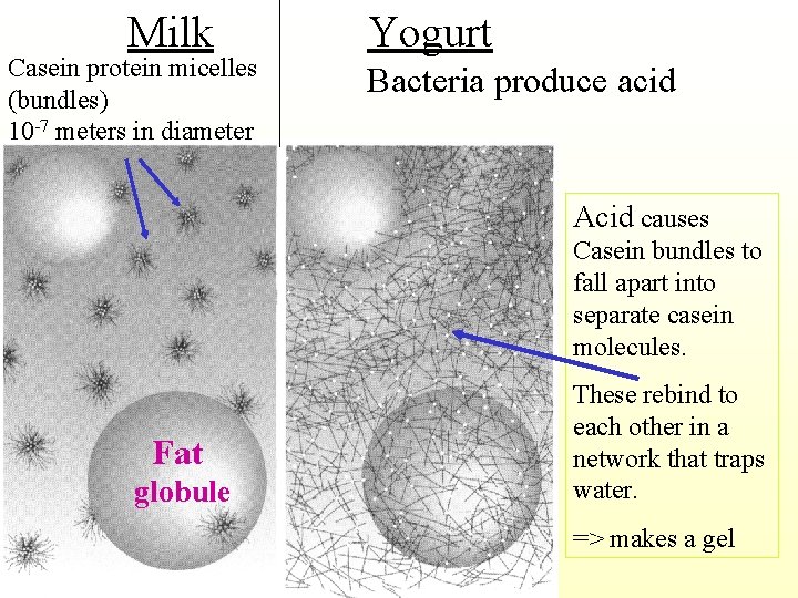 Milk Casein protein micelles (bundles) 10 -7 meters in diameter Yogurt Bacteria produce acid