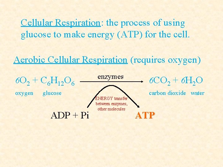 Cellular Respiration: the process of using glucose to make energy (ATP) for the cell.