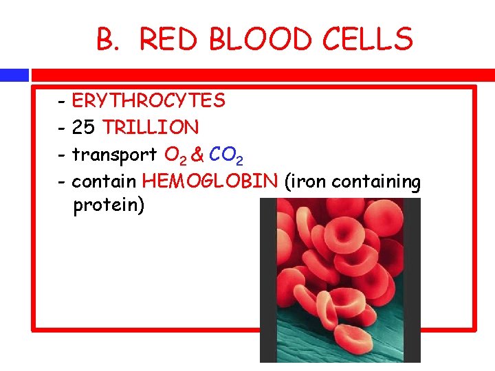 B. RED BLOOD CELLS - ERYTHROCYTES - 25 TRILLION - transport O 2 &