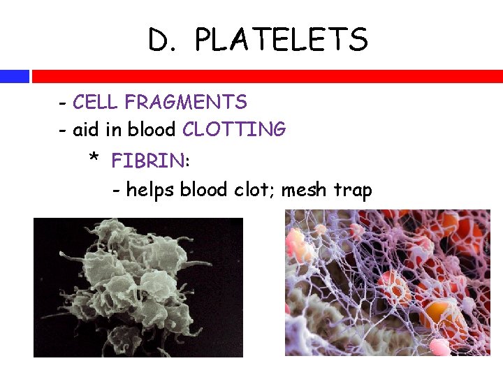 D. PLATELETS - CELL FRAGMENTS - aid in blood CLOTTING * FIBRIN: - helps
