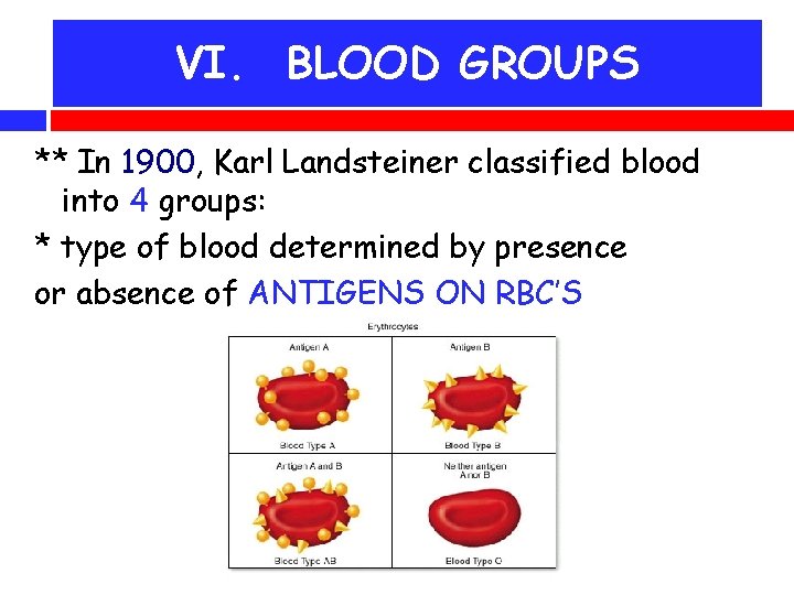 VI. BLOOD GROUPS ** In 1900, Karl Landsteiner classified blood into 4 groups: *