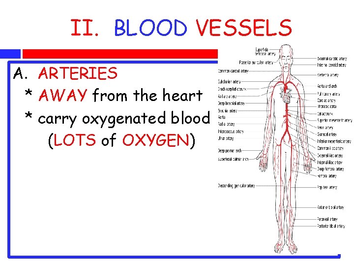 II. BLOOD VESSELS A. ARTERIES * AWAY from the heart * carry oxygenated blood