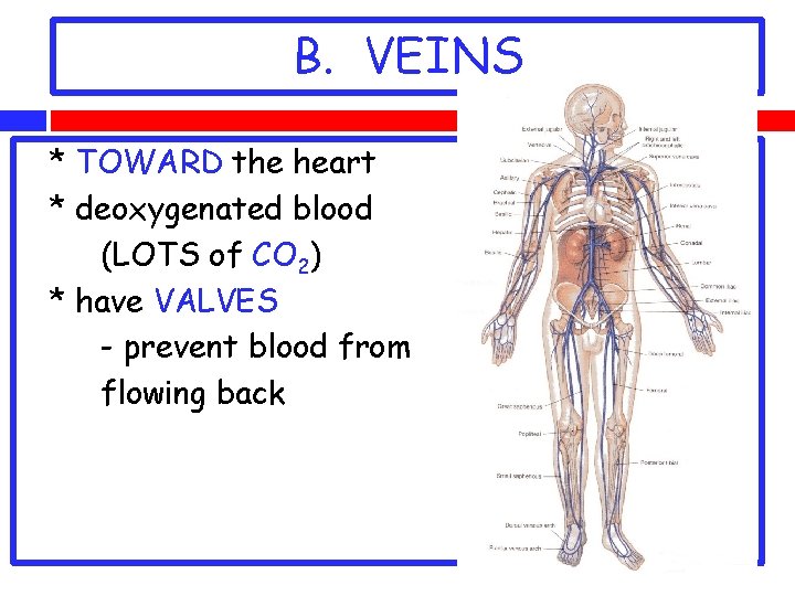 B. VEINS * TOWARD the heart * deoxygenated blood (LOTS of CO 2) *