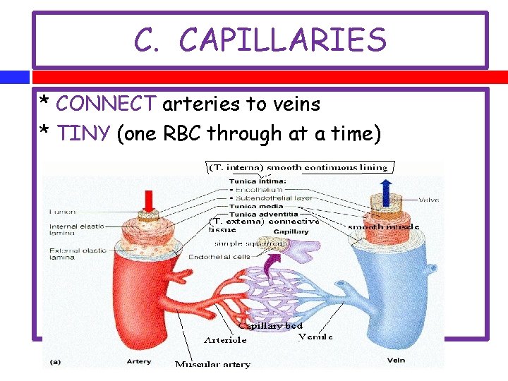 C. CAPILLARIES * CONNECT arteries to veins * TINY (one RBC through at a