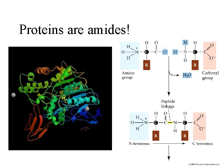 Proteins are amides! 