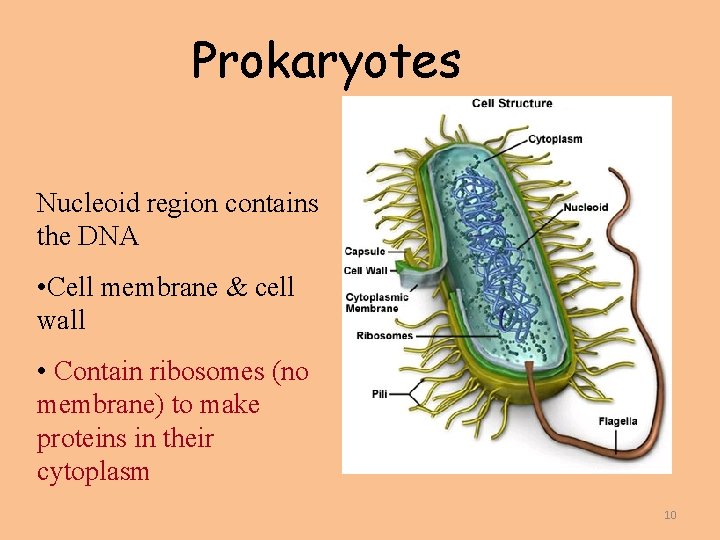 Prokaryotes Nucleoid region contains the DNA • Cell membrane & cell wall • Contain