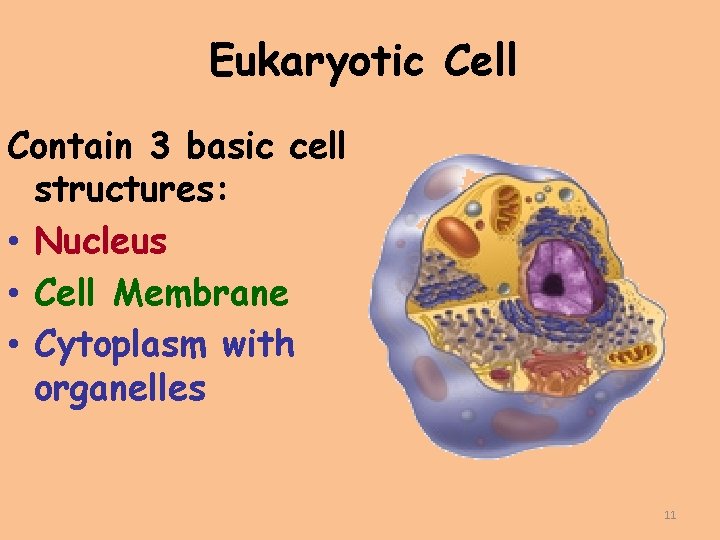 Eukaryotic Cell Contain 3 basic cell structures: • Nucleus • Cell Membrane • Cytoplasm