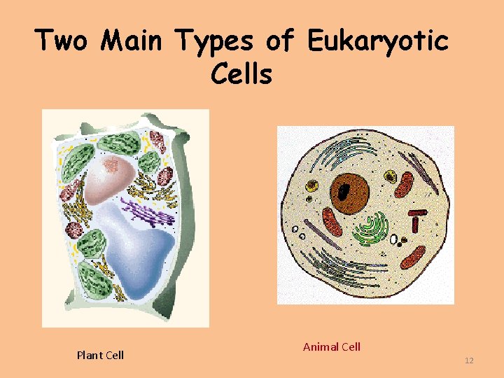 Two Main Types of Eukaryotic Cells Plant Cell Animal Cell 12 