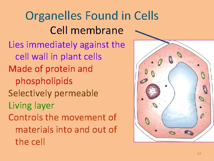 Organelles Found in Cells Cell membrane Lies immediately against the cell wall in plant