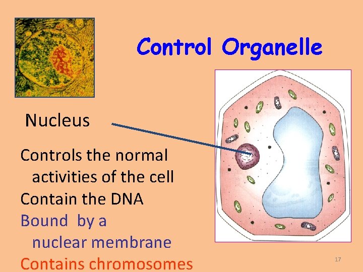 Control Organelle Nucleus Controls the normal activities of the cell Contain the DNA Bound