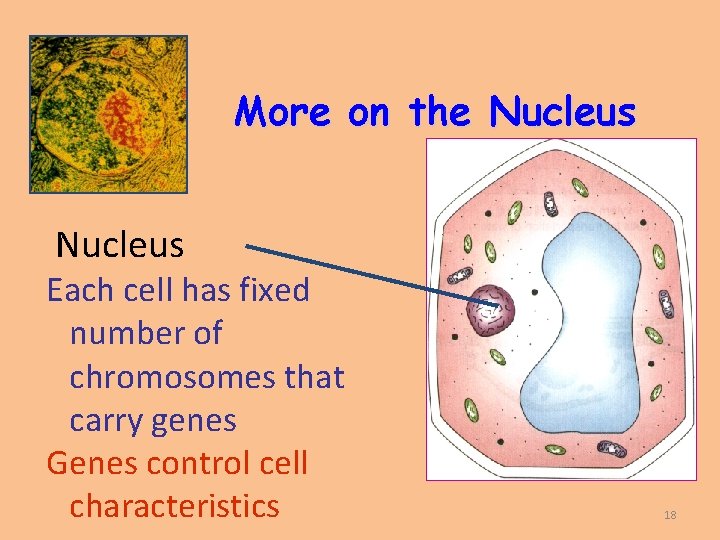 More on the Nucleus Each cell has fixed number of chromosomes that carry genes