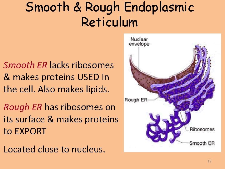 Smooth & Rough Endoplasmic Reticulum Smooth ER lacks ribosomes & makes proteins USED In
