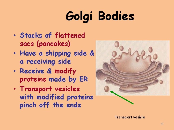 Golgi Bodies • Stacks of flattened sacs (pancakes) • Have a shipping side &