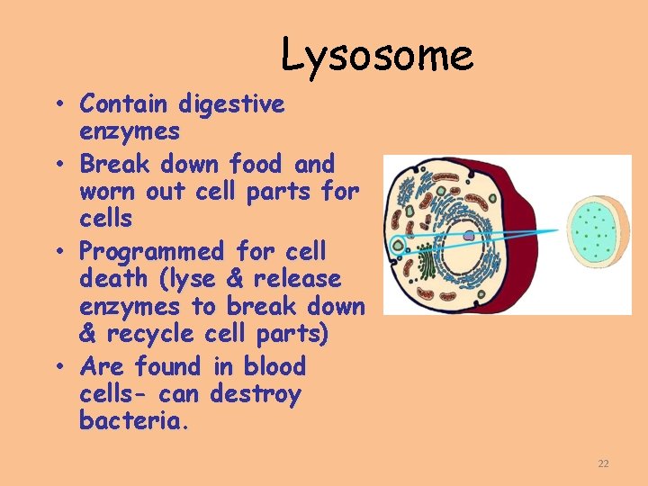 Lysosome • Contain digestive enzymes • Break down food and worn out cell parts