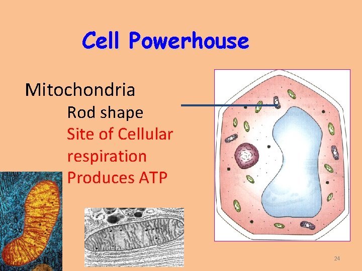 Cell Powerhouse Mitochondria Rod shape Site of Cellular respiration Produces ATP 24 