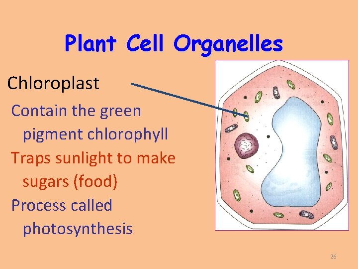 Plant Cell Organelles Chloroplast Contain the green pigment chlorophyll Traps sunlight to make sugars