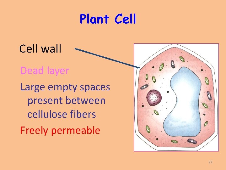 Plant Cell wall Dead layer Large empty spaces present between cellulose fibers Freely permeable