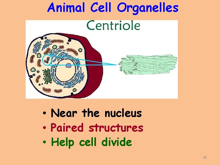Animal Cell Organelles • Near the nucleus • Paired structures • Help cell divide