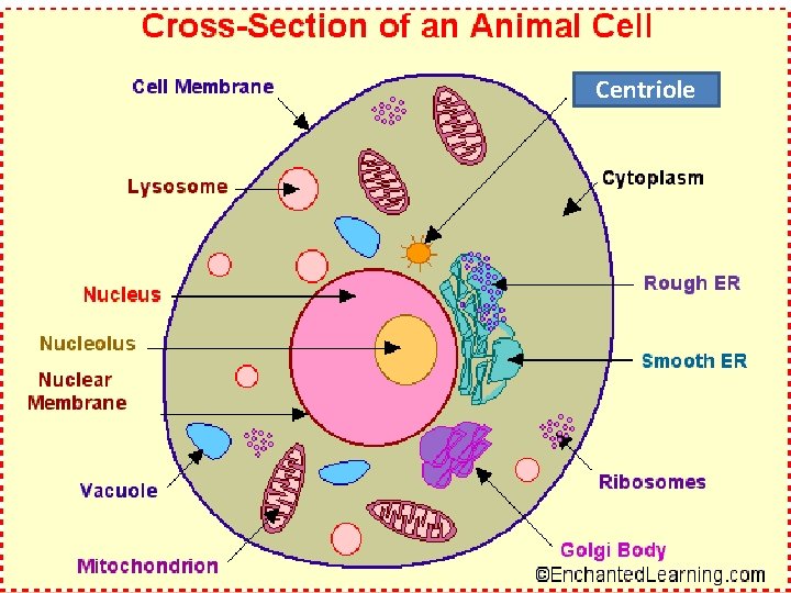Centriole 