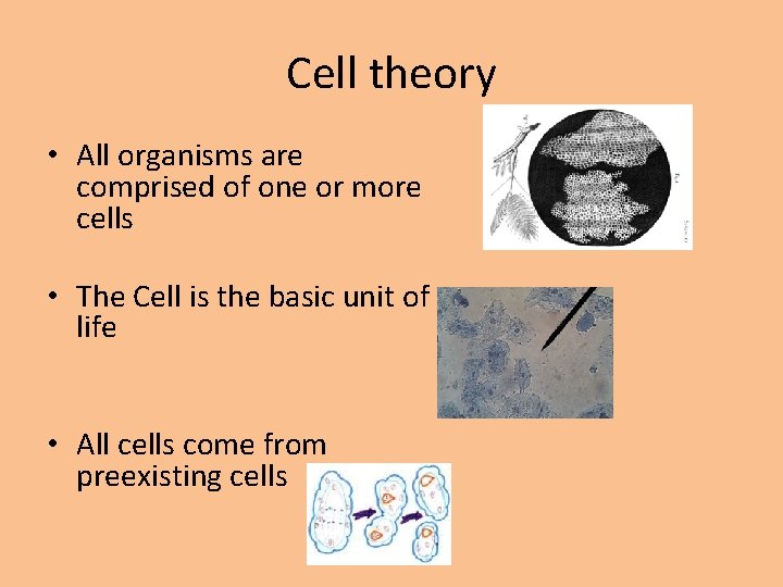 Cell theory • All organisms are comprised of one or more cells • The