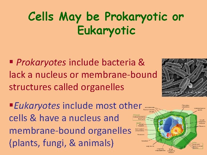 Cells May be Prokaryotic or Eukaryotic § Prokaryotes include bacteria & lack a nucleus