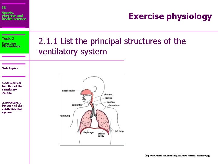 IB Sports, exercise and health science Topic 2 Exercise Physiology Exercise physiology 2. 1.