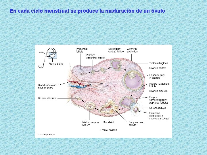 En cada ciclo menstrual se produce la maduración de un óvulo 