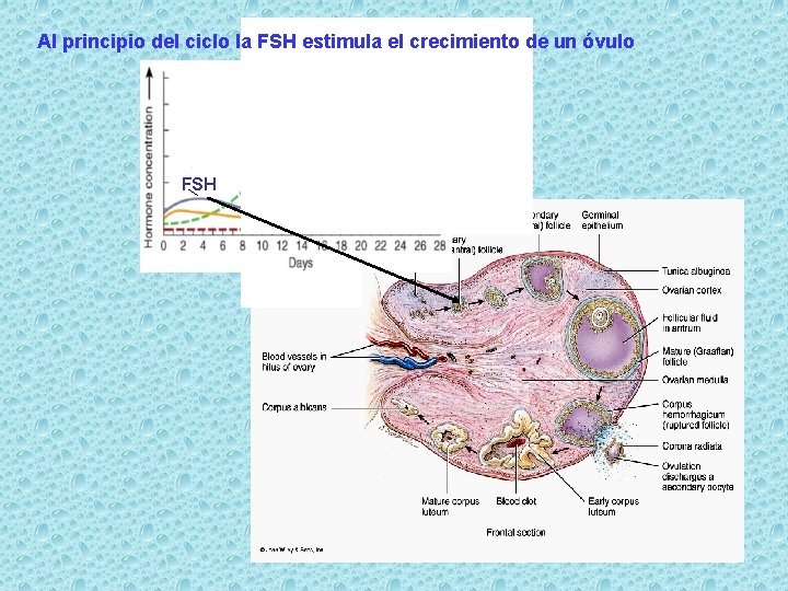 Al principio del ciclo la FSH estimula el crecimiento de un óvulo FSH 