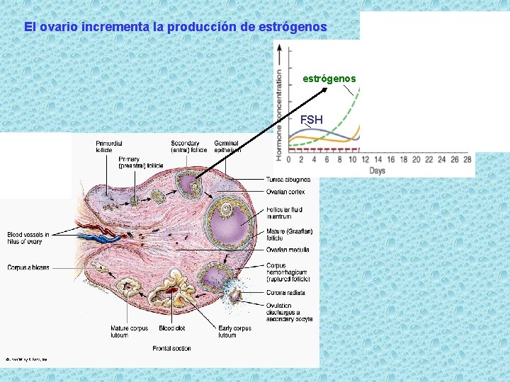 El ovario incrementa la producción de estrógenos FSH 