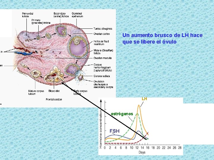 Un aumento brusco de LH hace que se libere el óvulo LH estrógenos FSH