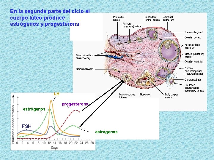 En la segunda parte del ciclo el cuerpo lúteo produce estrógenos y progesterona LH