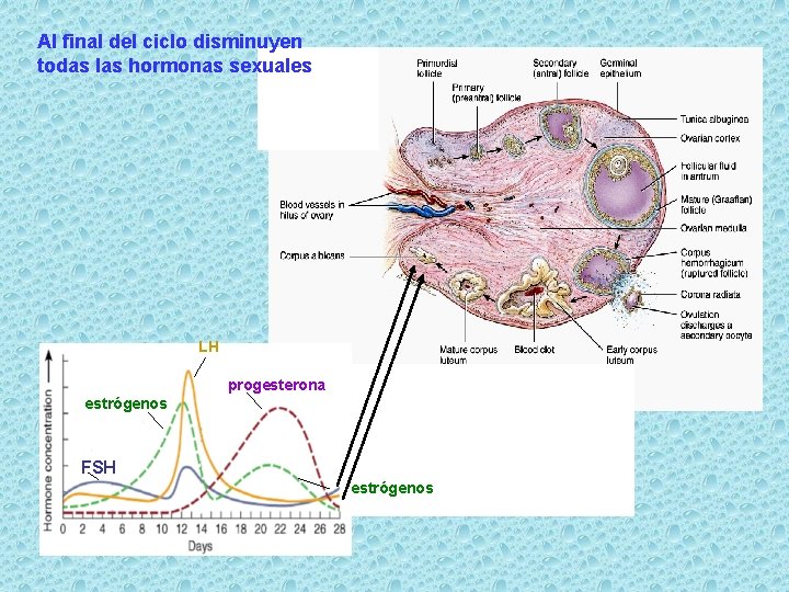 Al final del ciclo disminuyen todas las hormonas sexuales LH progesterona estrógenos FSH estrógenos