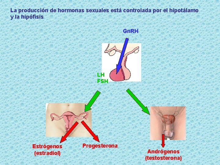 La producción de hormonas sexuales está controlada por el hipotálamo y la hipófisis Gn.