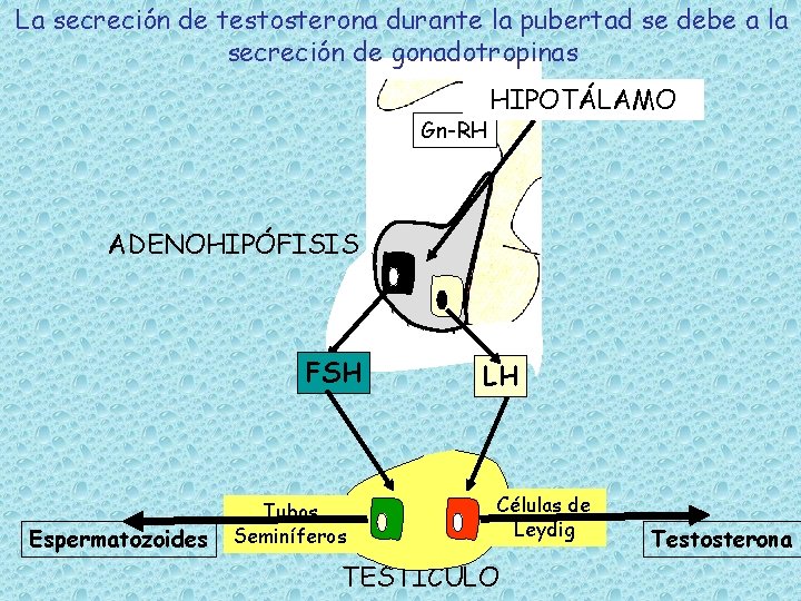 La secreción de testosterona durante la pubertad se debe a la secreción de gonadotropinas