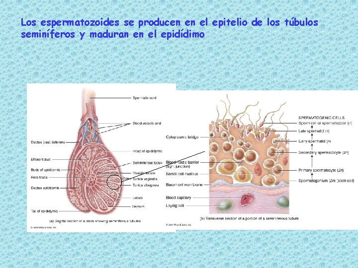 Los espermatozoides se producen en el epitelio de los túbulos seminíferos y maduran en