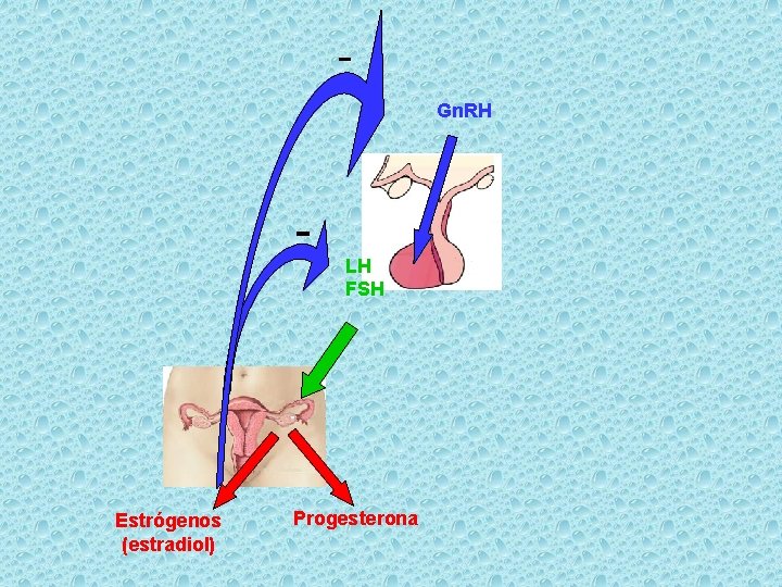 Gn. RH - Estrógenos (estradiol) LH FSH Progesterona 