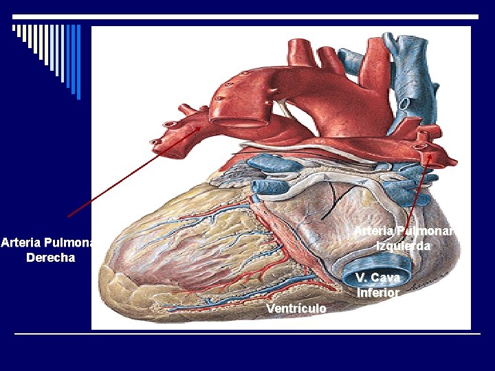 Arteria Pulmonar Izquierda Arteria Pulmonar Derecha V. Cava Inferior Ventrículo Derecho 