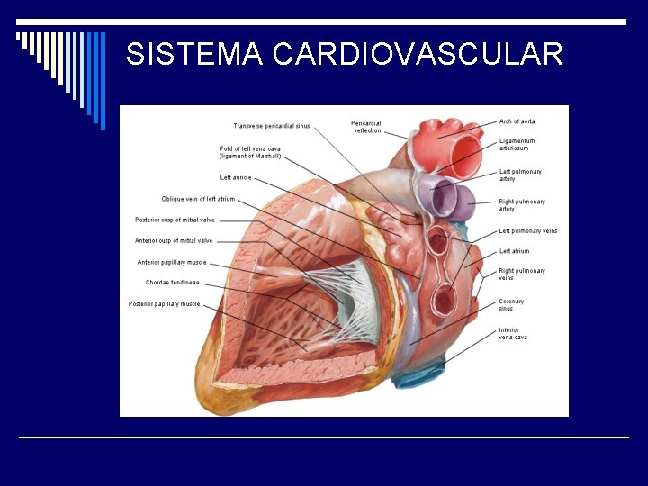 SISTEMA CARDIOVASCULAR 