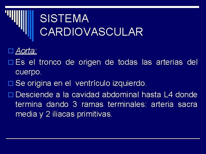 SISTEMA CARDIOVASCULAR o Aorta: o Es el tronco de origen de todas las arterias