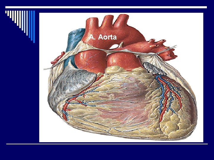 A. Aorta 