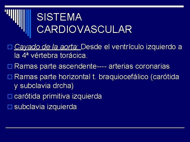 SISTEMA CARDIOVASCULAR o Cayado de la aorta: Desde el ventrículo izquierdo a la 4ª