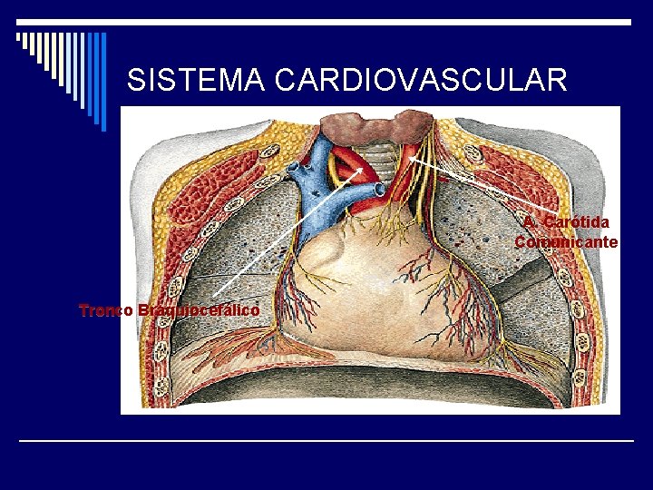 SISTEMA CARDIOVASCULAR A. Carótida Comunicante Tronco Braquiocefálico 