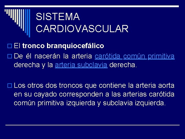 SISTEMA CARDIOVASCULAR o El tronco branquiocefálico o De él nacerán la arteria carótida común