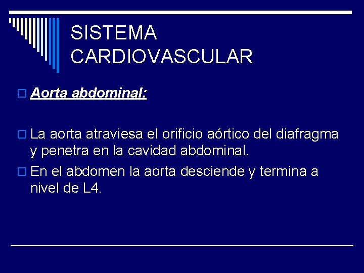 SISTEMA CARDIOVASCULAR o Aorta abdominal: o La aorta atraviesa el orificio aórtico del diafragma