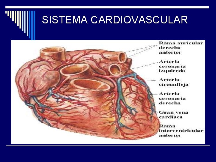 SISTEMA CARDIOVASCULAR 