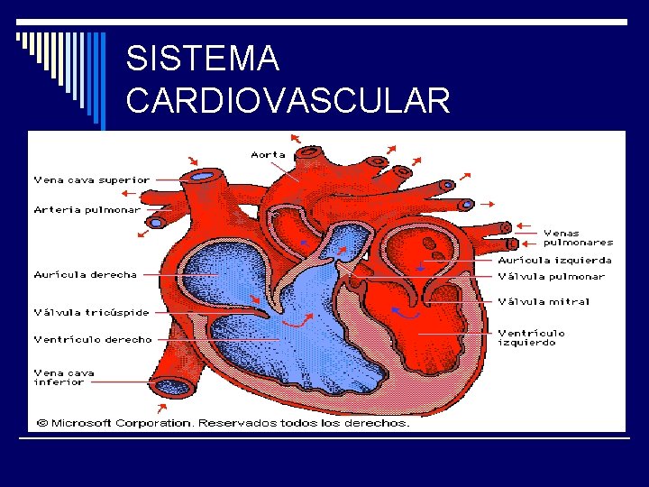 SISTEMA CARDIOVASCULAR 