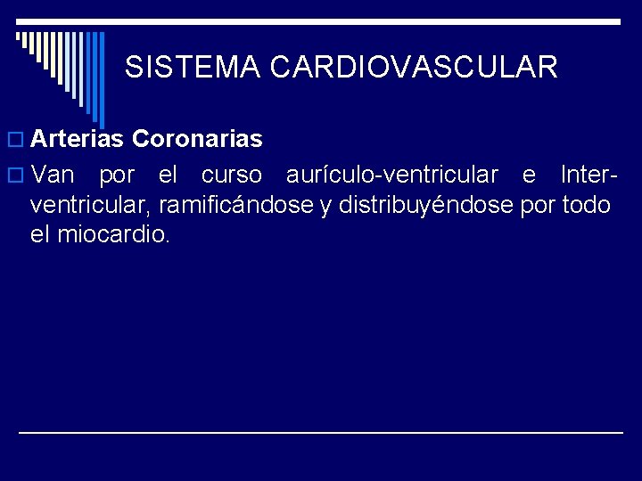 SISTEMA CARDIOVASCULAR o Arterias Coronarias o Van por el curso aurículo-ventricular e Interventricular, ramificándose